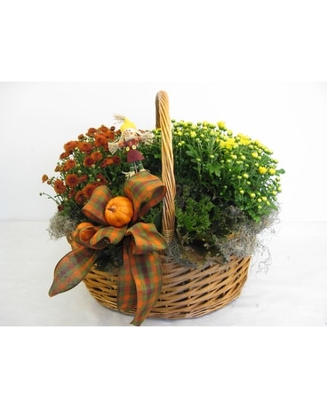 Festive Fall Mum Basket Plant