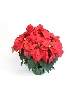 Poinsettia Plant
