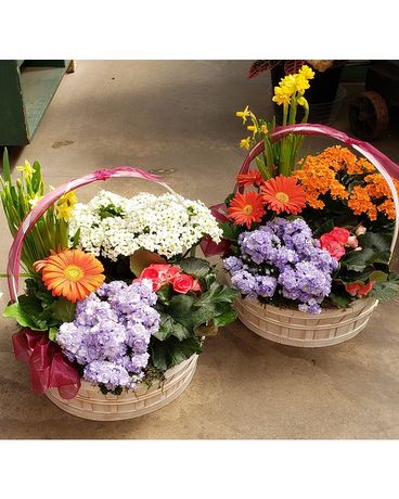 Phoebe French Basket Basket Arrangement