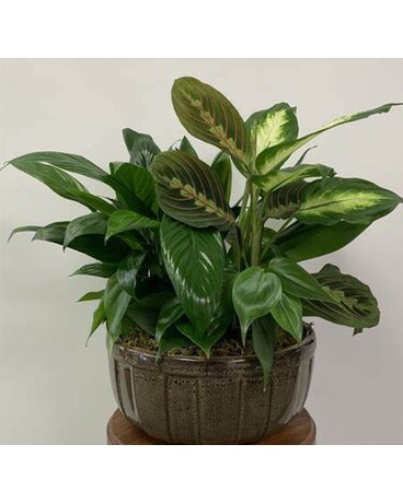 Garden in Ceramic Container Plant