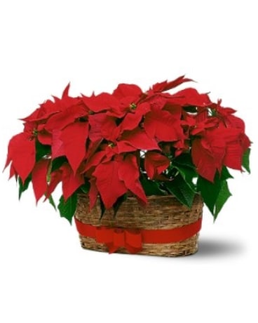 Double Poinsettia Basket Flower Arrangement