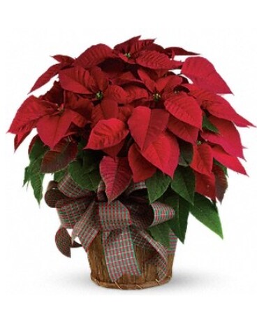 Red Poinsettia Plant