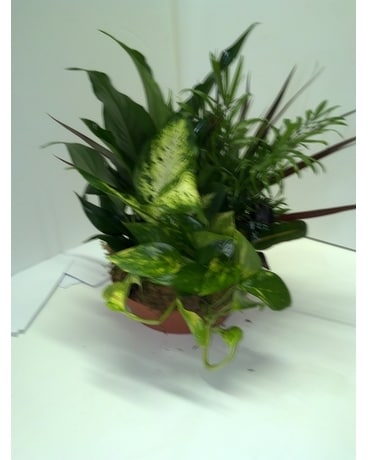 Green Plant Basket Plant