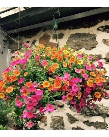 Blooming Hanging Basket Plant