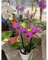 Single Pot size,  inches height and  inches wide.