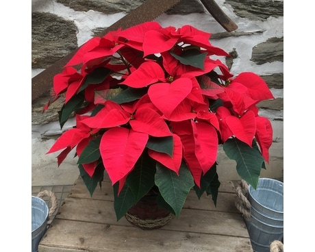 Red Poinsettia - Locally Grown Plant