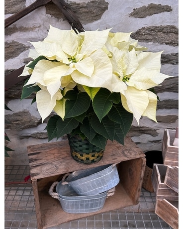 White Poinsettia - Locally Grown Plant