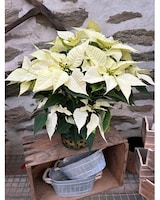 2-Stem size,  inches height and  inches wide.