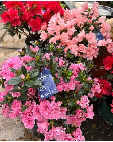 Azalea Plant Plant