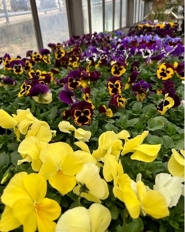 Flat of Pansies (Pansy) Plant