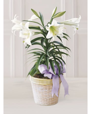 Easter Lily - Locally Grown Plant