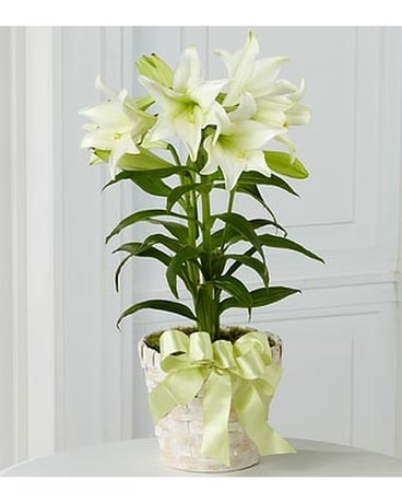 Easter Lily - Double Stem Plant