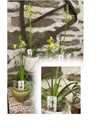 Frizzle Sizzle Plant Plant