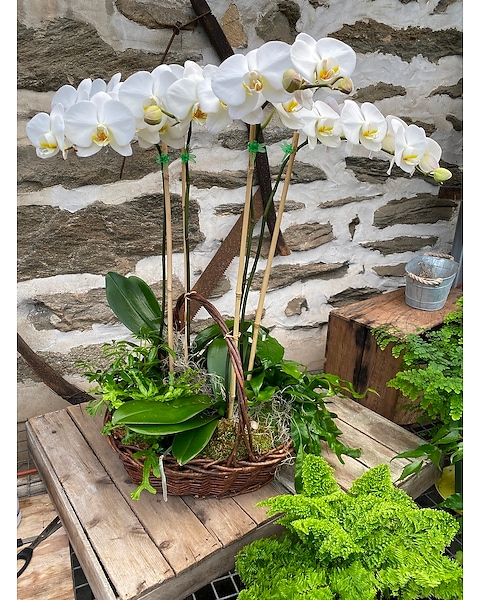Phal. Orchid Planter - Large in Philadelphia PA - Rothe Florist & Flower  Delivery
