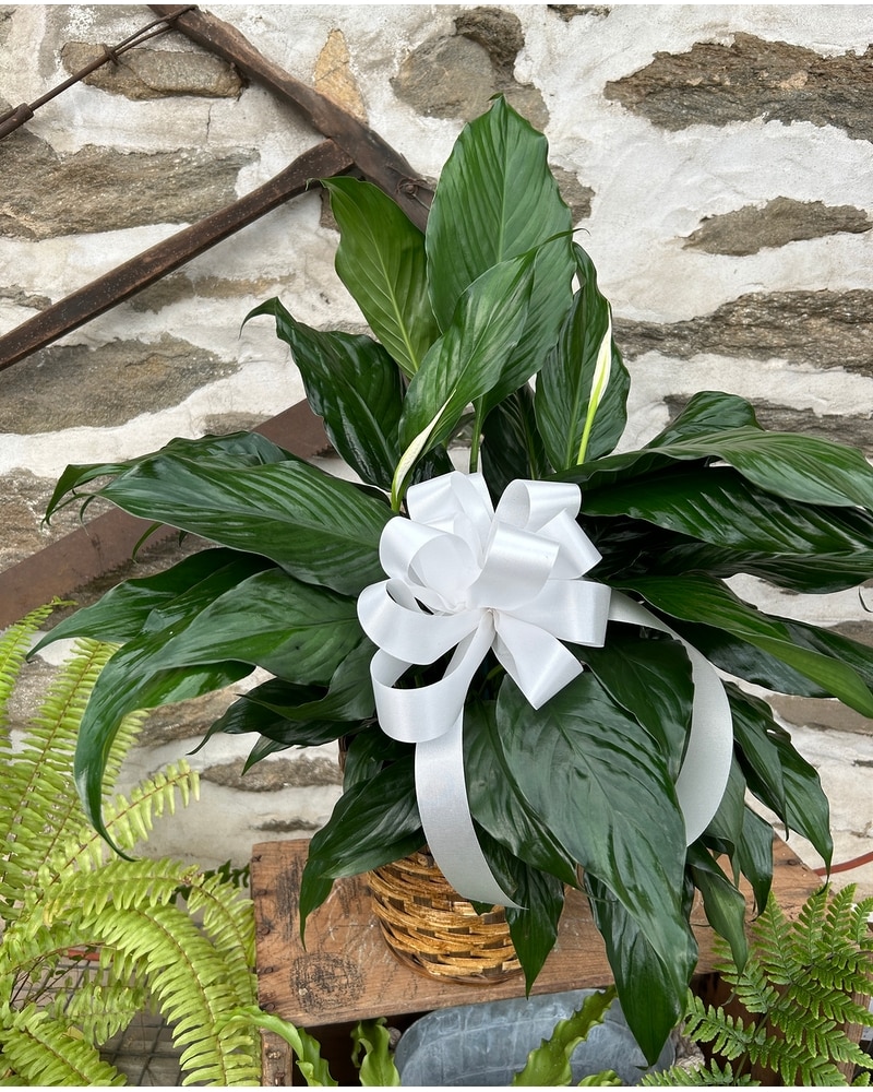 Peace Lily Plant in Basket with Bow in Philadelphia PA - Rothe
