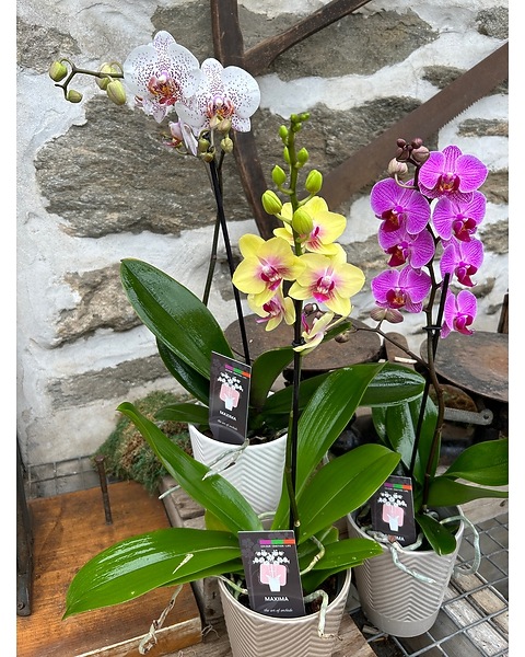 MAXIMA Phal. Orchid Plant in Philadelphia PA - Rothe Florist & Flower  Delivery