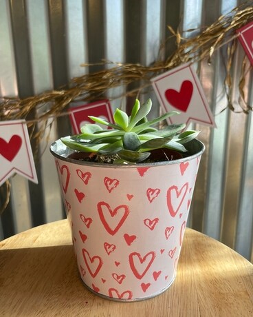 Succulent Love Plant