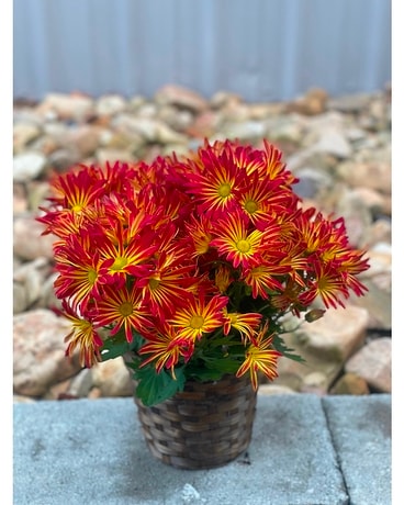 Blooming Daisy Mum Plant Plant