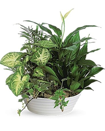 Dish Garden in Ceramic Plant