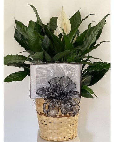 8 inch Peace Lily with Bible Flower Arrangement