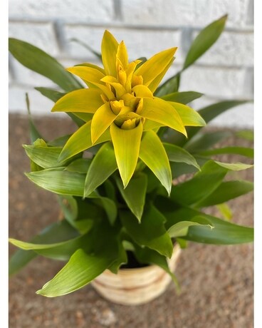 Bromeliad Yellow Plant