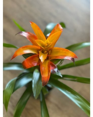 Bromeliad Orange Plant