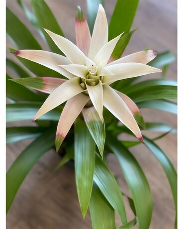 Bromeliad White Plant