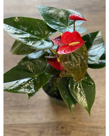 Red Anthurium Plant