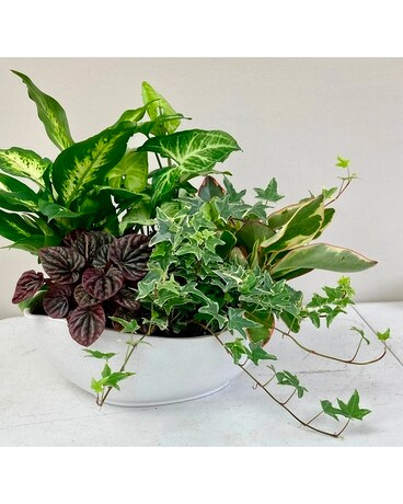 Blooming Plants Flower Arrangement
