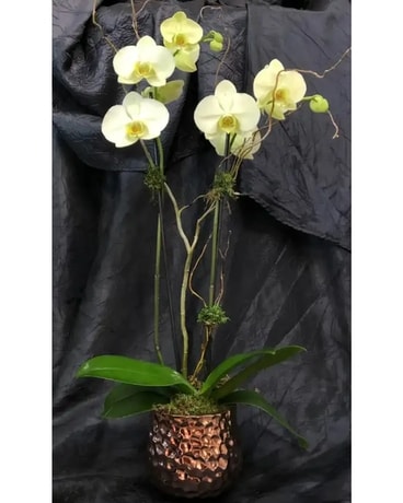 Admin Orchid Plant – ADMIN01 Plant