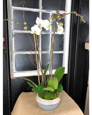 Mom’s Double Orchid in a Pottery Polly Bowl – MDX1 Flowers