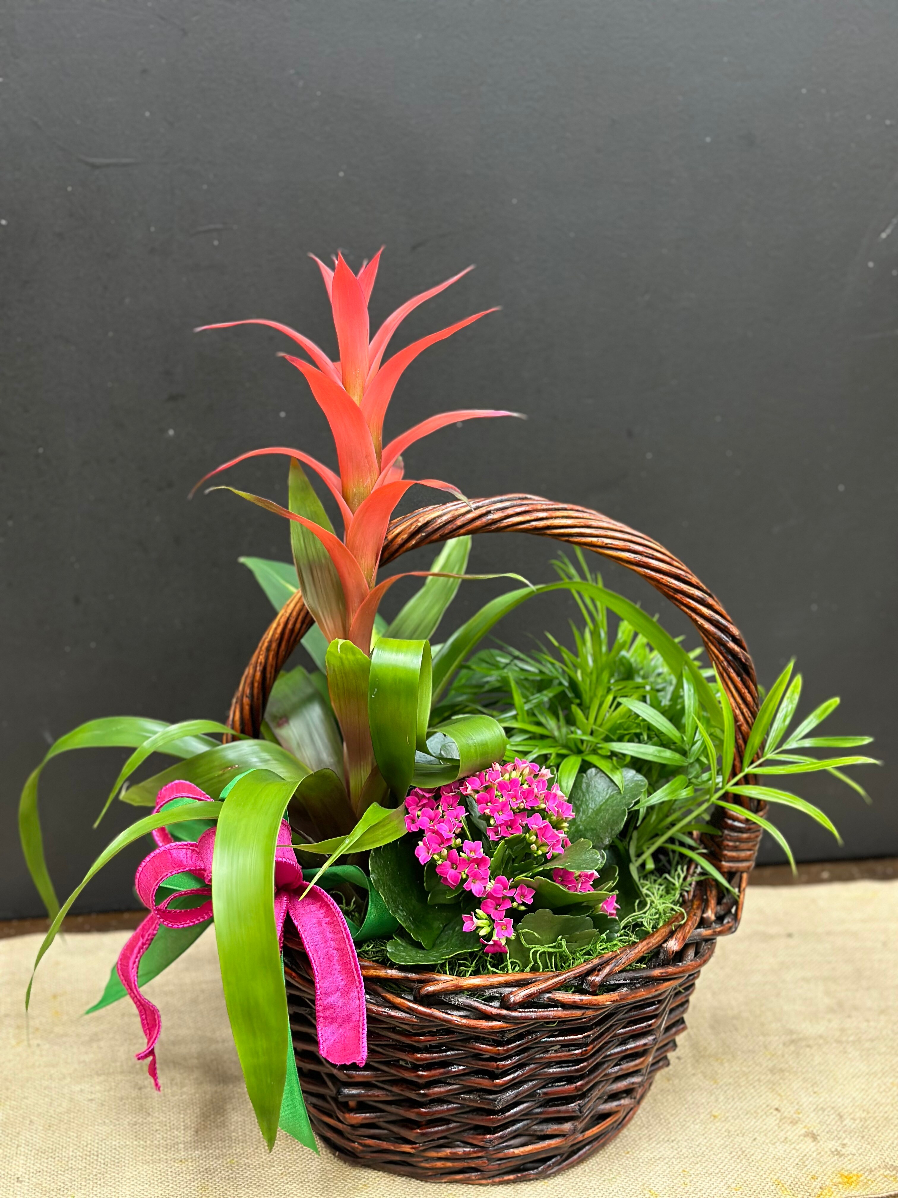 Petite Eurogarden– 1161 Plant