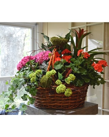 Embellished Colorful Euro – 2042 Plant