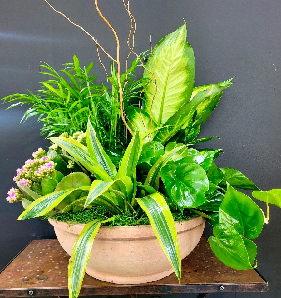 Plants/Eurogardens Delivery Memphis TN Holliday Flowers, Inc.