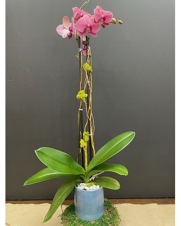 Double Stem Purple Orchid–PNX06 in Germantown TN - Holliday