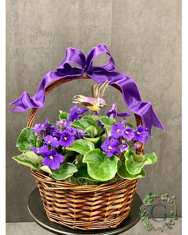 Hummingbird & Violets Plant