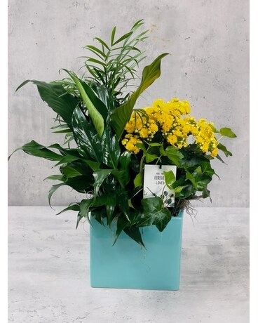Sentimental Planter Plant