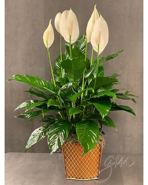 bird paradise plants Yellow bird of paradise starter plant **(ALL plants require you to pur –  GoldenGreeneryCo main image 0