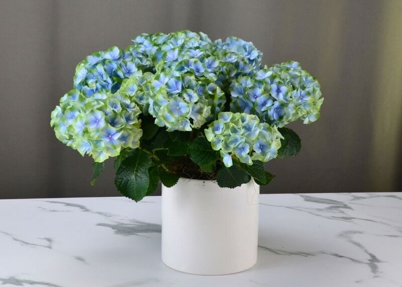 Hydrangea Dallas Plant Care Information | by McShan Florist in Dallas, TX