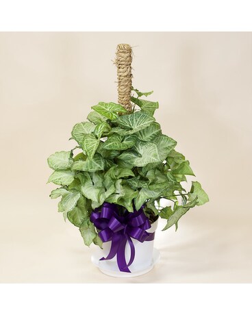 McShan Nephthytis Pole Plant Plant