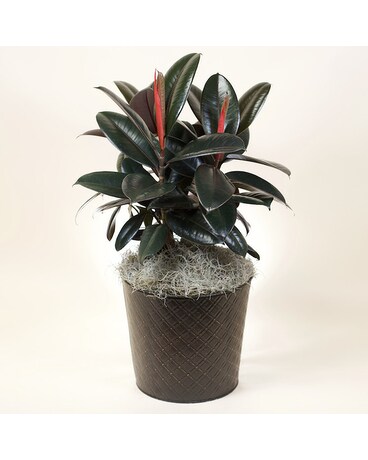McShan Rubber Plant Plant