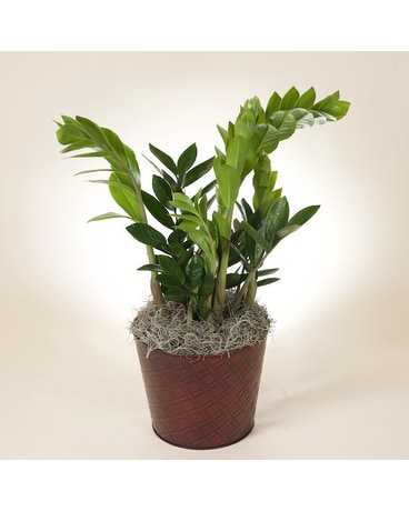 McShan ZZ Plant Plant