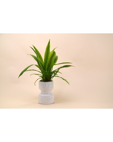 The Bob Planter Plant