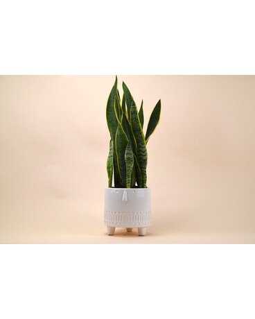 The Steve Planter Plant