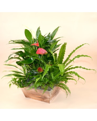McShan Luscious Garden Dish Garden Plant