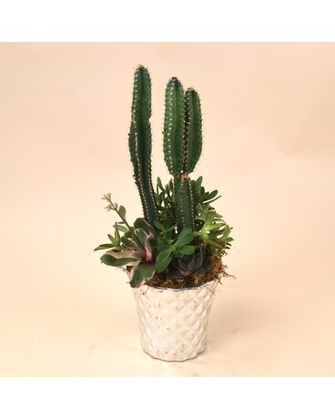 McShan Succulent Celebration Plant