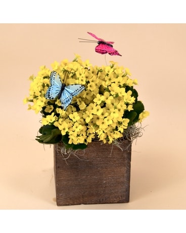 McShan Carefree Kalanchoe Box Plant