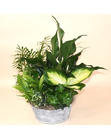 Teleflora's Serene Retreat Plant