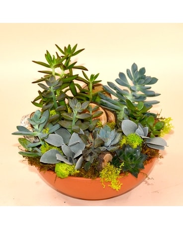 McShan Succulent Craze Plant
