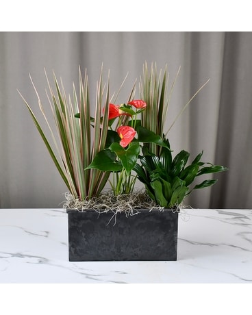 Plants Delivery in Dallas, TX | McShan Florist